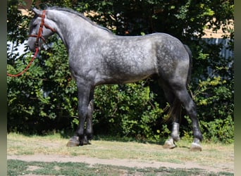 Weitere Kaltblüter Mix, Wallach, 5 Jahre, 169 cm, Apfelschimmel