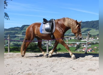 Weitere Kaltblüter, Wallach, 5 Jahre, 170 cm, Fuchs