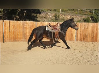 Weitere Kaltblüter, Wallach, 6 Jahre, 155 cm Weitere Kaltblüter, Wallach, 6 Jahre, 155 cm