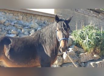 Weitere Kaltblüter, Wallach, 6 Jahre, 155 cm Weitere Kaltblüter, Wallach, 6 Jahre, 155 cm