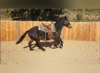 Weitere Kaltblüter, Wallach, 6 Jahre, 155 cm Weitere Kaltblüter, Wallach, 6 Jahre, 155 cm