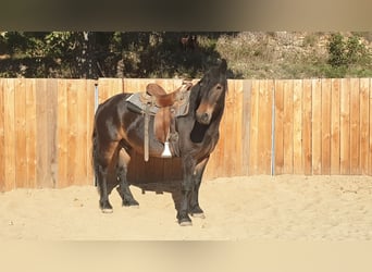 Weitere Kaltblüter, Wallach, 6 Jahre, 155 cm
