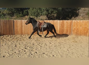 Weitere Kaltblüter, Wallach, 6 Jahre, 155 cm