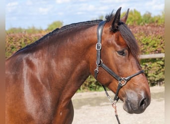 Weitere Kaltblüter, Wallach, 6 Jahre, 160 cm, Dunkelbrauner