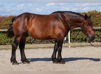 Weitere Kaltblüter, Wallach, 6 Jahre, 160 cm, Dunkelbrauner