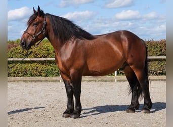 Weitere Kaltblüter, Wallach, 6 Jahre, 160 cm, Dunkelbrauner