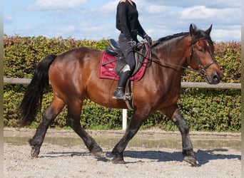 Weitere Kaltblüter, Wallach, 6 Jahre, 160 cm, Dunkelbrauner