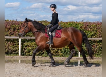 Weitere Kaltblüter, Wallach, 6 Jahre, 160 cm, Dunkelbrauner