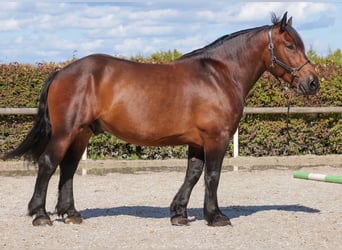 Weitere Kaltblüter, Wallach, 6 Jahre, 160 cm, Dunkelbrauner
