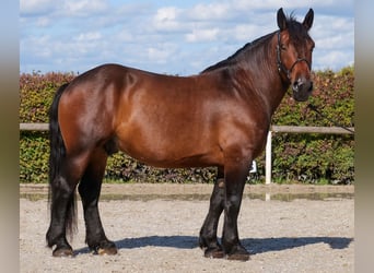 Weitere Kaltblüter, Wallach, 6 Jahre, 160 cm, Dunkelbrauner