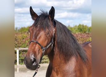 Weitere Kaltblüter, Wallach, 6 Jahre, 160 cm, Dunkelbrauner