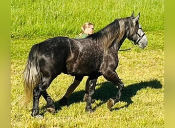 Weitere Kaltblüter Mix, Wallach, 6 Jahre, 163 cm, Rappschimmel