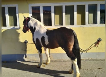 Weitere Kaltblüter, Wallach, 7 Jahre, 157 cm, Schecke