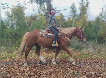 Weitere Kaltblüter, Wallach, 7 Jahre, 164 cm, Fuchs