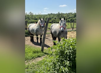 Weitere Kaltblüter, Wallach, 7 Jahre, Apfelschimmel