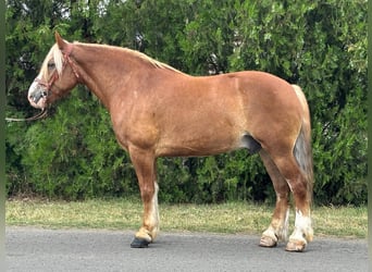 Weitere Kaltblüter, Wallach, 8 Jahre, 153 cm, Fuchs