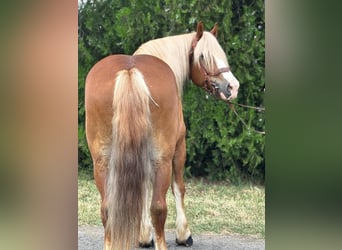 Weitere Kaltblüter, Wallach, 8 Jahre, 153 cm, Fuchs