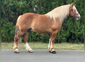 Weitere Kaltblüter, Wallach, 8 Jahre, 153 cm, Fuchs