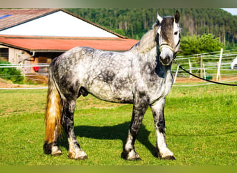 Weitere Kaltblüter Mix, Wallach, 8 Jahre, 160 cm, Apfelschimmel