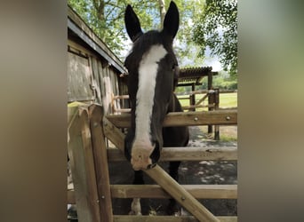 Weitere Kaltblüter Mix, Wallach, 8 Jahre, 160 cm, Rappe