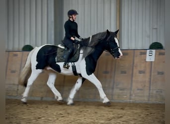 Weitere Kaltblüter, Wallach, 8 Jahre, 165 cm, Schecke