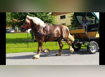 Weitere Kaltblüter, Wallach, 8 Jahre, 166 cm, Fuchs