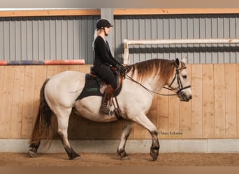Weitere Kaltblüter, Wallach, 9 Jahre, 160 cm, Buckskin