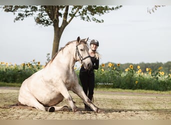 Weitere Kaltblüter, Wallach, 9 Jahre, 160 cm, Buckskin