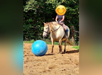 Weitere Kaltblüter, Wallach, 9 Jahre, 160 cm, Buckskin