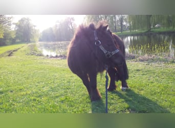 Weitere Ponys/Kleinpferde, Hengst, 10 Jahre, 80 cm, Rappe