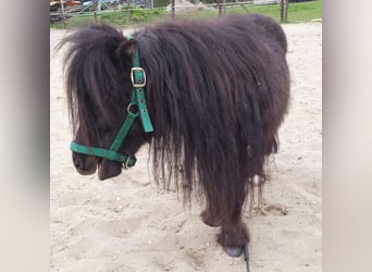 Weitere Ponys/Kleinpferde, Hengst, 10 Jahre, 80 cm, Rappe