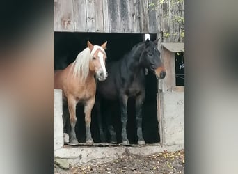 Weitere Ponys/Kleinpferde, Hengst, 14 Jahre, 175 cm, Brauner