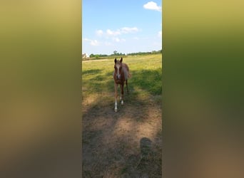 Weitere Ponys/Kleinpferde, Hengst, 1 Jahr, 135 cm, Kann Schimmel werden