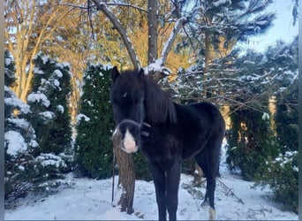 Weitere Ponys/Kleinpferde, Hengst, 2 Jahre, 115 cm, Schwarzbrauner