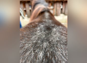 Weitere Ponys/Kleinpferde Mix, Hengst, 2 Jahre, 120 cm, Roan-Bay