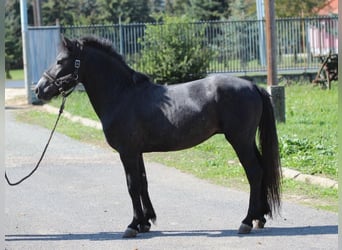 Weitere Ponys/Kleinpferde, Hengst, 2 Jahre, 132 cm, Rappschimmel