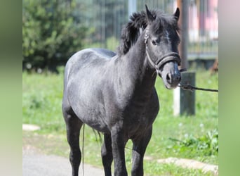Weitere Ponys/Kleinpferde, Hengst, 2 Jahre, 132 cm, Rappschimmel