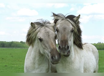 Weitere Ponys/Kleinpferde, Hengst, 2 Jahre, 140 cm, Falbe