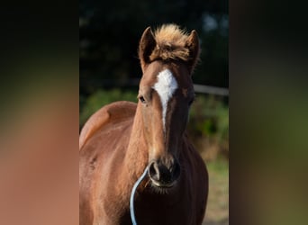 Weitere Ponys/Kleinpferde, Hengst, 2 Jahre, 150 cm, Fuchs