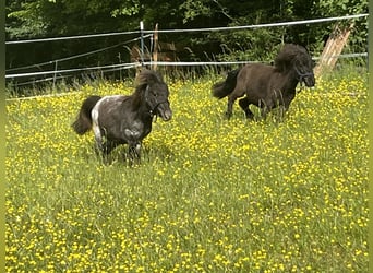 Weitere Ponys/Kleinpferde, Hengst, 2 Jahre, 75 cm, Rappschimmel