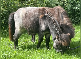 Weitere Ponys/Kleinpferde, Hengst, 2 Jahre, 75 cm, Rappschimmel