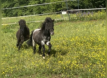 Weitere Ponys/Kleinpferde, Hengst, 2 Jahre, 75 cm, Rappschimmel