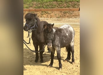 Weitere Ponys/Kleinpferde, Hengst, 2 Jahre, 75 cm, Rappschimmel