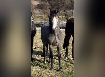 Weitere Ponys/Kleinpferde, Hengst, 2 Jahre