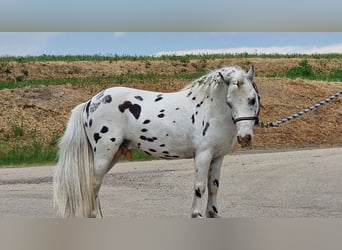 Weitere Ponys/Kleinpferde, Hengst, 7 Jahre, 100 cm, Tigerschecke