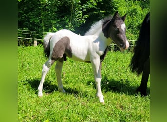 Weitere Ponys/Kleinpferde, Hengst, Fohlen (01/2024), 110 cm, Tobiano-alle-Farben