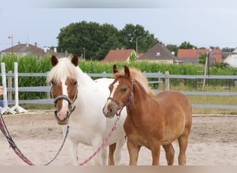 Weitere Ponys/Kleinpferde Mix, Hengst, Fohlen (03/2023), 142 cm, Fuchs