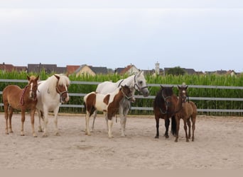 Weitere Ponys/Kleinpferde Mix, Hengst, Fohlen (03/2023), 142 cm, Fuchs