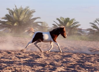 Weitere Ponys/Kleinpferde, Hengst, , 91 cm, Schecke