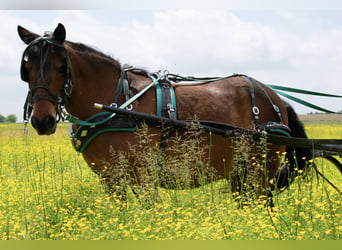 Weitere Ponys/Kleinpferde, Stute, 10 Jahre, 119 cm, Rotbrauner